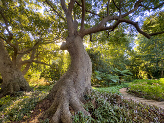 Champion Trees in South Africa