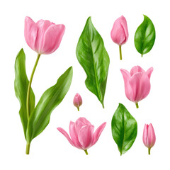 Obraz premium Blooming pink tulips and green leaves nature floral isolated on transparent background