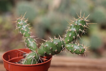 kaktus opuncja opuntia fragiilis Freisina  © Perovskia