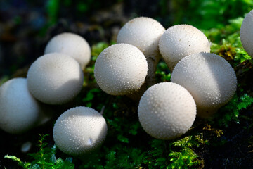 Pear-shaped puffball // Birnen-Stäubling (Apioperdon pyriforme / Lycoperdon pyriforme)