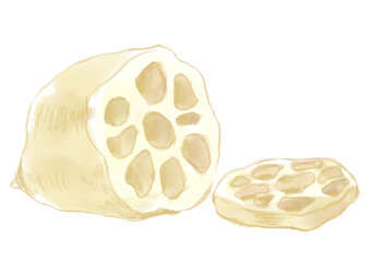 輪切りにされた新鮮な蓮根の手描き水彩イラスト