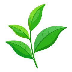 Fototapeta premium Vector art of green tea leaves, a symbol of freshness