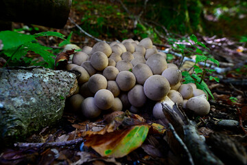 Birnen-Stäubling // Pear-shaped puffball (Apioperdon pyriforme / Lycoperdon pyriforme)