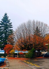 Autumn travel in Switzerland. Perfect for travel, nature lovers, fall getaways in stock photos. Swiss autumn travel destination. Blue lake with mountains in the background, with bright orange trees.