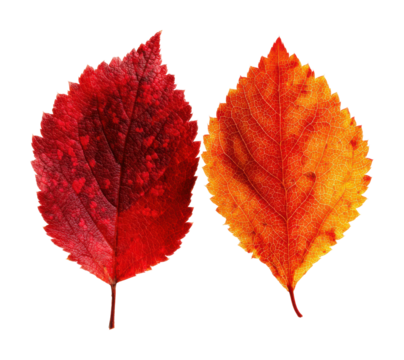 Autumn leaves display nature vibrant colors isolated on transparent background