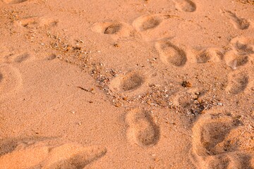 A cluster of footprints and small shell fragments embedded in the fine, soft reddish beach sand under warm, even light. 