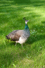 The peacock walks in the park, Pavo cristatus is a large and brightly colored bird