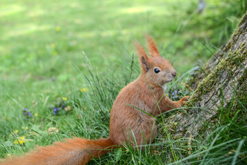 cute squirrel in green grass. A squirrel in a summer city park. animal in nature	