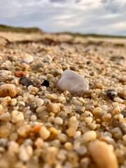 Biodiversit&eacute; de bord de mer.