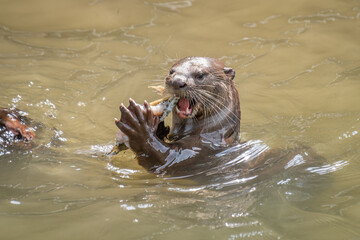 Otter