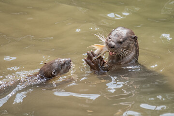 Fototapeta premium Otter