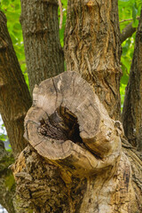 Close-up of an old weathered tree stump with cracked wooden texture and hollow center surrounded by forest trunks