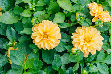 Bright yellow dahlia flowers in bloom surrounded by lush green leaves in a vibrant ornamental summer garden