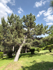 Leaning pine tree on green grass under blue sky with white clouds. Peaceful natural park scenery on a bright sunny day.