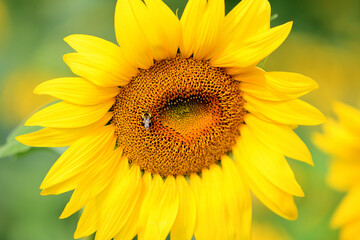 Obraz premium Sunflowers