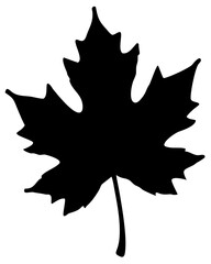 Minimal maple leaf vector in black simple design isolated on transparent background, autumn foliage botanical illustration