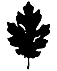 Minimal oak leaf vector in black simple design isolated on transparent background, natural botanical element illustration