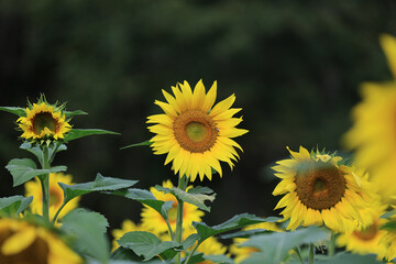 Sunflowers