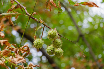 Close-up of green spiky horse chestnut fruits hanging from a tree branch with autumn leaves in soft focus