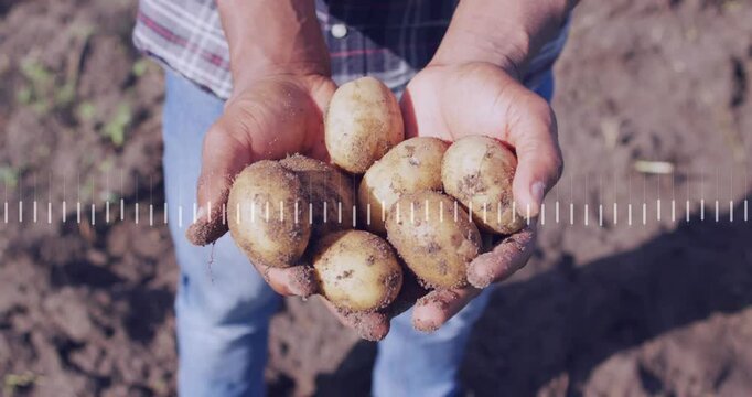 Farmer holding potatoes in field rotating them to show texture while waveform syncing to audio
