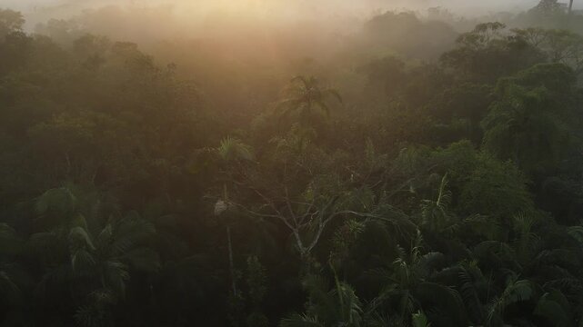 Vista a&eacute;rea com voo de drone ao nascer do sol em Morretes no litoral do Paran&aacute; sobre a mata atl&acirc;ntica com vista para as copas das &aacute;rvores da floresta