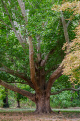 Fototapeta premium Majestic old tree with thick trunk and wide green canopy mixed with autumn leaves in a serene park setting
