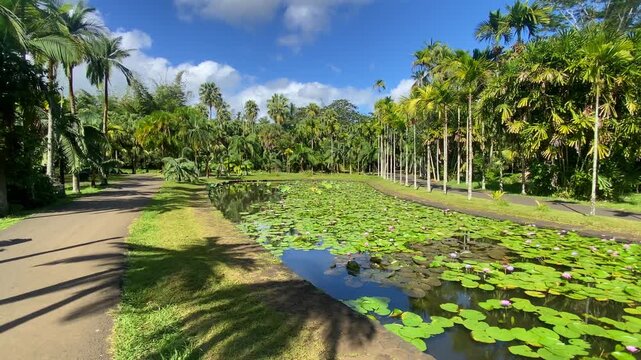 Victoria amazonica in Sir Seewoosagur Ramgoolam Botanic Garden, Port Louis, Port Louis District, Mauritius