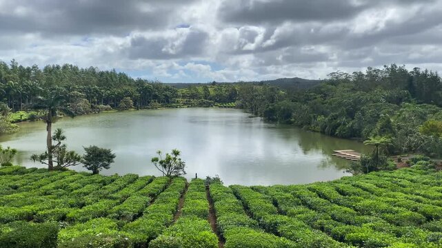Lake in biggest tea plantations Bois Cheri on Mauritius Island