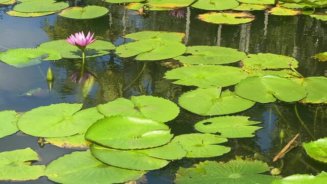 Victoria amazonica in Sir Seewoosagur Ramgoolam Botanic Garden