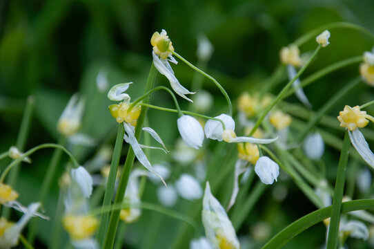 Field of Few-flowered leek, Allium paradoxum