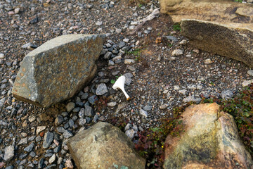 broken heel of a woman's stiletto shoe lies among the stones