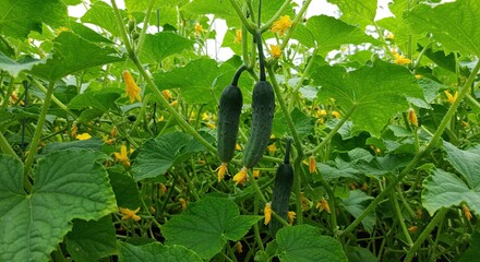 Vibrant green cucumber plants lushly growing with blooming yellow flowers and developing fruits in a greenhouse, showcasing healthy produce cultivation