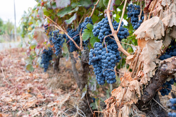 Ripe red grapes hanging on vine in vineyard