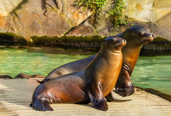 Obraz premium pair of California sea lions bask in sun. Zalophus californianus.