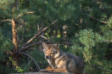 adult gray European wolf in natural environment, resting under tree