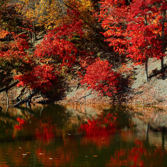 Trees in deep red autumn foliage above a stream are reflected in the still water below in Rocky River Reservation, a Cleveland Ohio metro park.