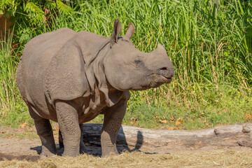 Naklejka premium portrait of an adult rhinoceros on a sunny day on a natural background