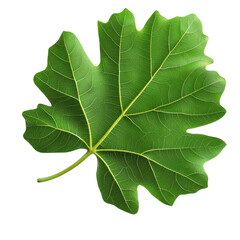 Fresh organic fig vine leaf isolated on transparent background
