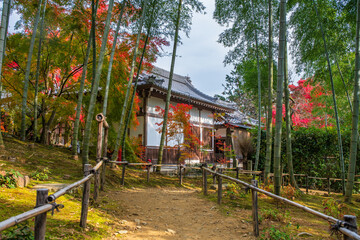 Tenryū-ji Shrine with Japanese Maple trees in autumn colors. Kyoto. Japan