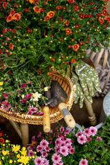 Colorful autumn chrysanthemums with gardening tools and gloves in a cozy garden setting.