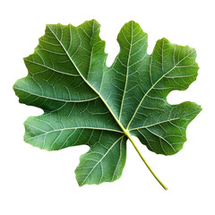 Fresh organic fig vine leaf isolated on transparent background