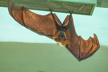 fruit bat hanging on tree in forest. Lyle's flying fox.