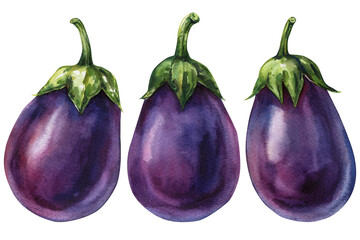 Watercolor Eggplant Vegetables Purple Aubergines. Realistic Farm Harvest Summer Garden Food Illustration on White Background