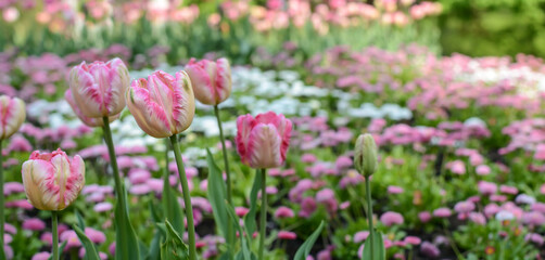 blooming pink tulips with fresh green leaves in the park. Dutch tulips bloom in spring.	