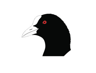 Coot up head side view in silhouette white background.