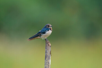 A beautiful Barn Swallow, with iridescent blue-black upperparts and a rusty throat and forehead, perches on a weathered branch against a softly blurred green background.