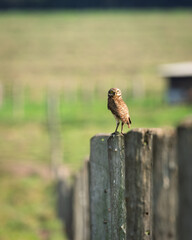 Burrowing owl perched on wooden fence post in rural farmland with blurred green field background, curious wild owl staring directly at camera