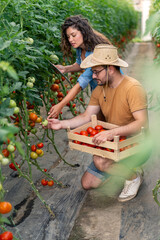 Young man and woman harvesting ripe red tomatoes in greenhouse with wooden crate and tablet