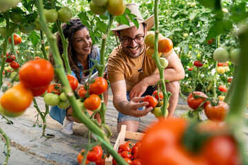 Smiling man and woman harvesting ripe tomatoes together in bright greenhouse environment
