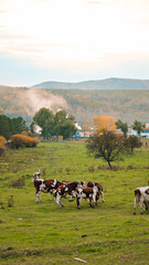 Fototapeta premium cows in the pasture
